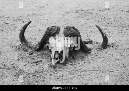 Il teschio di bufalo giacente nella sabbia Foto Stock