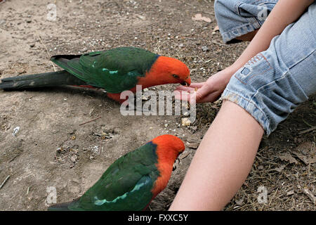 Australian re pappagalli Alisterus scapularis, essendo alimentato a mano sul terreno. Foto Stock