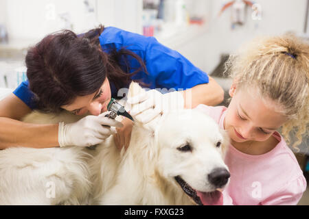 Veterinario esaminando orecchio del labrador retriever Foto Stock