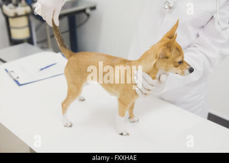 Sezione centrale della IFP esaminando cane Foto Stock