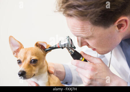 Veterinario esaminando orecchio del cane con otoscopio Foto Stock