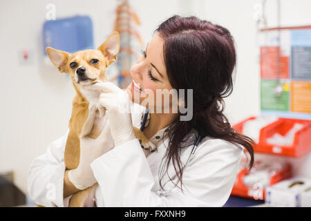 Felice veterinario petting cane Foto Stock