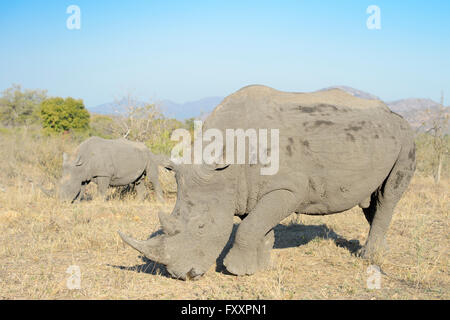 White Rhino (Ceratotherium simum) coppia nella parte meridionale del parco nazionale di Kruger, sud africa Foto Stock