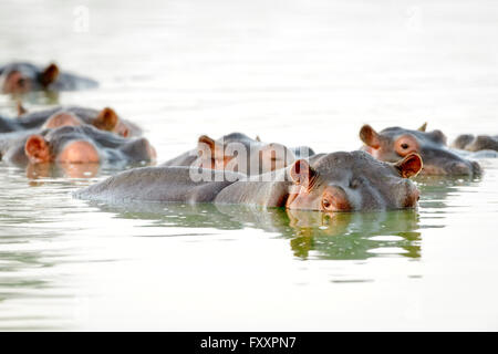 Ippopotamo o Ippona (Hippopotamus amphibius), gruppo in acqua, guardando la telecamera, Kruger National Park, Sud Africa. Foto Stock