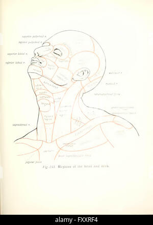 Atlas e libro di testo di anatomia umana da Sobotta, Johannes, 1869-1945; McMurrich, J. Playfair (James Playfair), 1859-1939 Foto Stock