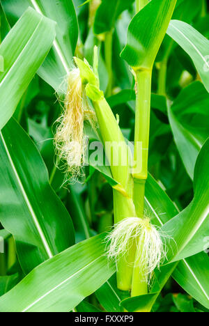 Inflorescense femmina di granturco Zea mays, con il giovane Seta Foto Stock