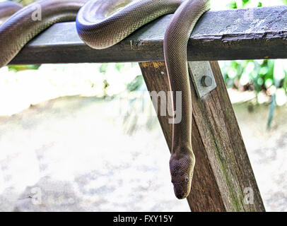 Un australiano acqua Python (Liasis fuscus) Foto Stock