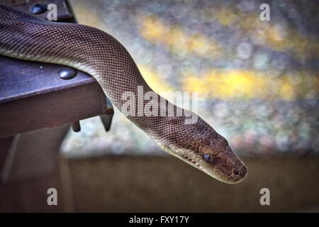 Un australiano acqua Python (Liasis fuscus) Foto Stock