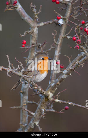 Robin Erithacus rubecula in inverno arroccato su biancospino bacche Foto Stock