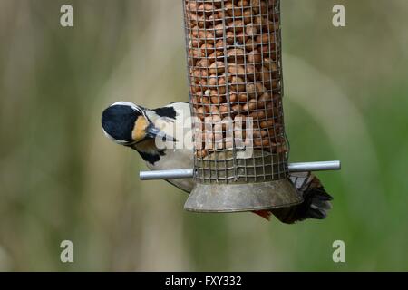 Picchio rosso maggiore (Dendrocops major) appeso a un bird feeder, becchettare in corrispondenza di arachidi, Gloucestershire, UK, Aprile. Foto Stock