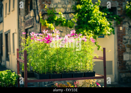 Blooming cosmos fiori su una strada della città sullo sfondo Foto Stock