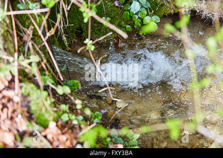 Piccolo ruscello di acqua nella foresta con una piccola cascata Foto Stock