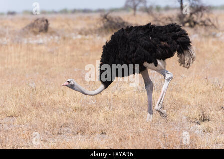 Maschio (struzzo Struthio camelus) nella prateria, maschio con rosso stinchi di attrarre femmine mate, il Parco Nazionale di Etosha, Namibia Foto Stock