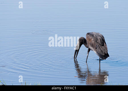 Openbill africana Stork (Anastomus lamelligerus) alla ricerca di cibo in un fiume, Botswana, 2015 Foto Stock