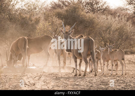 Eland gruppo (Taurotragus oryx) di adulti e vitelli a waterhole, Namibia Foto Stock