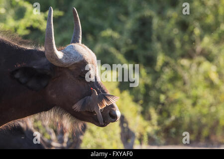 Rosso-fatturati oxpecker (Buphagus erythrorhynchus) sbarca su Buffalo (Syncerus caffer) Naso, Botswana, 2015 Foto Stock