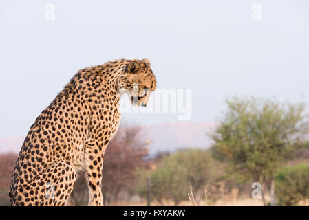 Ghepardo (Acinonyx jubatus) guardando verso il basso sulla seduta alta terra al tramonto, Namibia Foto Stock