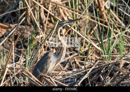 Airone rosso (Ardea purpurea) lungo il bordo del fiume in canneti, Namibia, 2015 Foto Stock