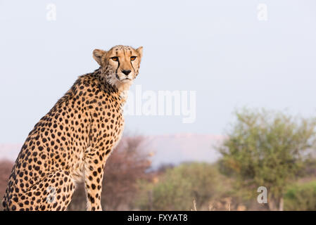 Ghepardo (Acinonyx jubatus) seduto su terra alta al tramonto, Namibia Foto Stock