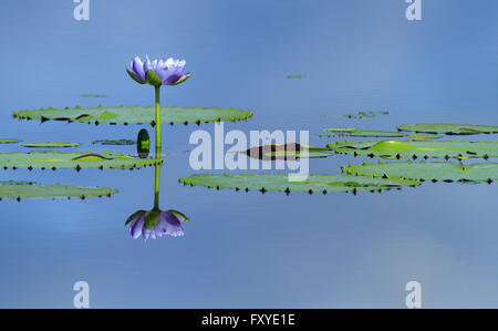 Ninfea gigante - Nymphaea gigantea - in un australiano billabong o zona umida della laguna. Foto Stock