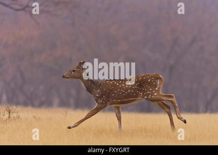 Chital, macchiato o cervi asse (asse asse) in esecuzione nelle praterie in secco di foreste di latifoglie di Ranthambhore national park Foto Stock