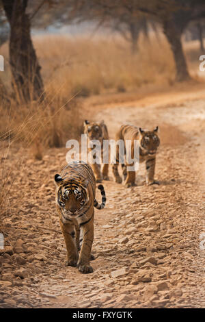 Wild le tigri del Bengala (Panthera tigris tigris) femmina adulta a piedi con la sua giovane cubs su un sentiero di bosco in autunno Foto Stock