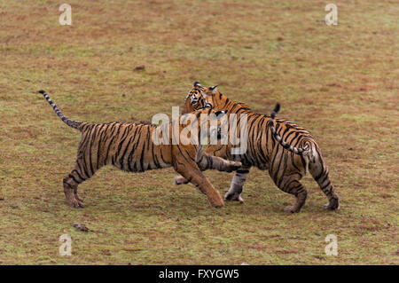Due le tigri del Bengala (Panthera tigris tigris), subadult cubs play-combattendo in una dry lake bed, Ranthambhore National Park, Rajasthan Foto Stock