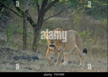 Leonessa asiatico (Panthera leo persica) nella luce del mattino, Gir National Park, Gujarat, India Foto Stock