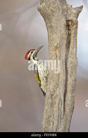 Nero-rumped Flameback o minore Golden-backed Woodpecker (Dinopium benghalense) su un tronco di albero, il Parco nazionale di Ranthambore Foto Stock