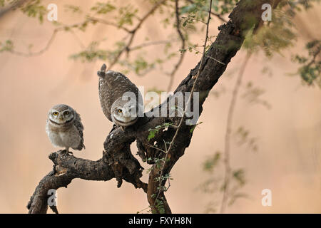 Avvistato Owlets (Athene brama), il Parco nazionale di Ranthambore, Rajasthan, India Foto Stock