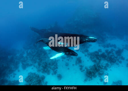 Humpback Whale (Megaptera novaeangliae), femmina, mucca, con giovani, di vitello, su Coral reef, Banca d'Argento, Argento e Navidad Bank Foto Stock