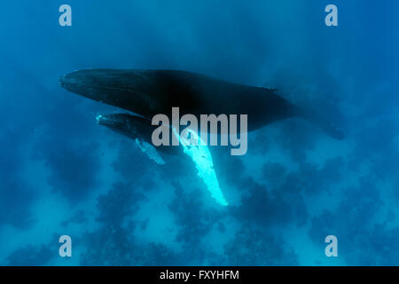 Humpback Whale (Megaptera novaeangliae), femmina, mucca, con giovani, di vitello, su Coral reef, Banca d'Argento, Argento e Navidad Bank Foto Stock