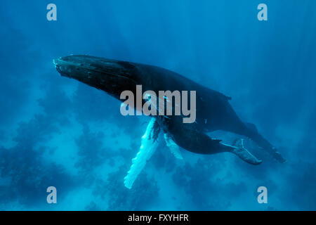 Humpback Whale (Megaptera novaeangliae), femmina, mucca, con giovani, di vitello, su Coral reef, Banca d'Argento, Argento e Navidad Bank Foto Stock