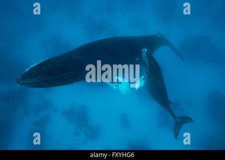 Humpback Whale (Megaptera novaeangliae), femmina, mucca, con giovani, di vitello, su Coral reef, Banca d'Argento, Argento e Navidad Bank Foto Stock