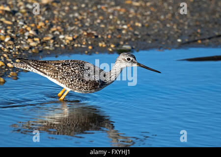 Maggiore Yellowlegs Foto Stock