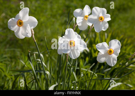 Il Daffodils bianco (Narcissus), Nord Reno-Westfalia, Germania Foto Stock