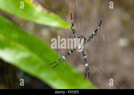 Superficie ventrale del giardino di Hawaiian spider, Argiope appensa, in quanto si trova nel mezzo del suo web sull'isola di Maui, STATI UNITI D'AMERICA Foto Stock