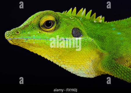 Green crested lizard (Bronchocela cristatella) Foto Stock