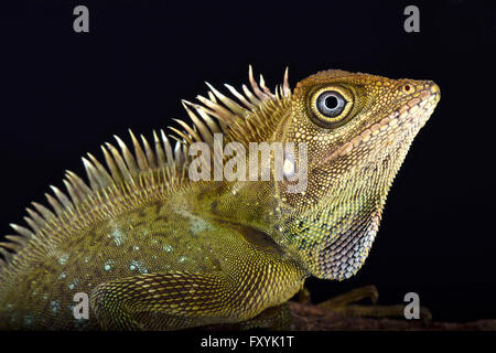 Bell'Angolo testa lizard (Gonocephalus bellii) Foto Stock