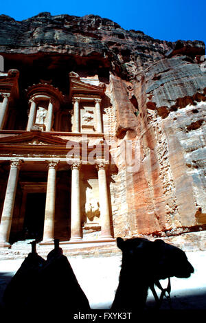Camel nel tesoro, El Khazneh, Petra, Giordania Foto Stock