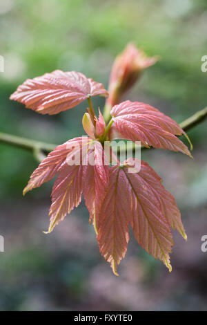 Acer. Appena emerse le foglie di acero in primavera. Foto Stock