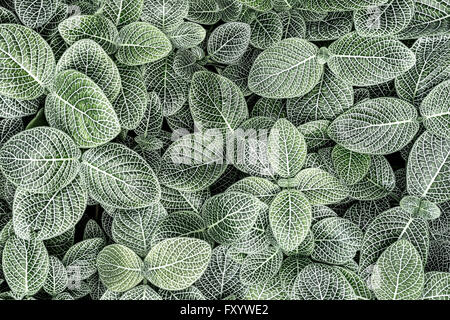 Fittonia albivenis sfondo con bassa saturazione Foto Stock