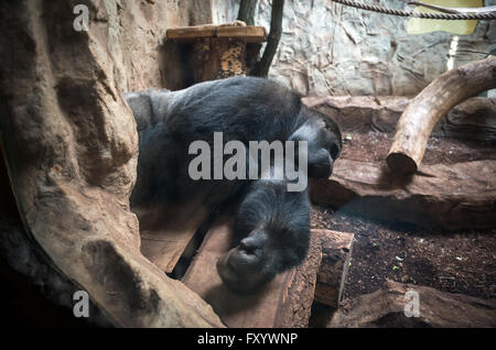 A Gorilla Ape House di Varsavia e il giardino zoologico a Varsavia, Polonia Foto Stock