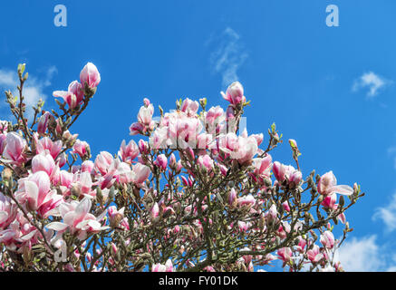 Fioritura di albero di magnolia. Fiori di Primavera oltre il cielo blu Foto Stock