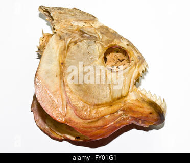 Un Piranha cranio su sfondo bianco Foto Stock