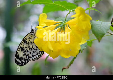 Idea stolli logani . In bianco e nero farfalla su fiore giallo Foto Stock
