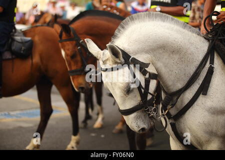 Cavallo grigio con testa piegata Foto Stock