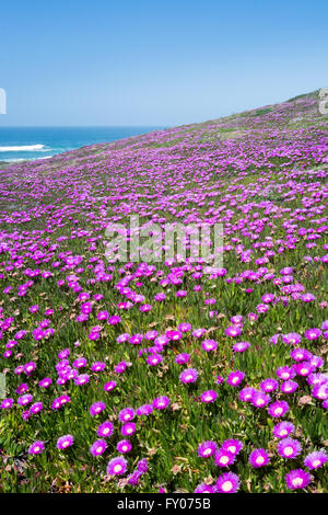 California mare da dune ricoperte di rosa, giallo e bianco ghiaccio impianto (figwort) Foto Stock