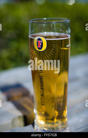 Una pinta di birra lager fosters Foto Stock