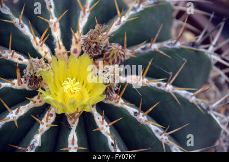 Chiusura del fiore giallo & Spine del Ferocactus Schwarzii Cactus all'autunno Southport Flower Show. Lancashire Regno Unito. Foto Stock